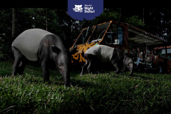 Singapore Night Safari Ticket