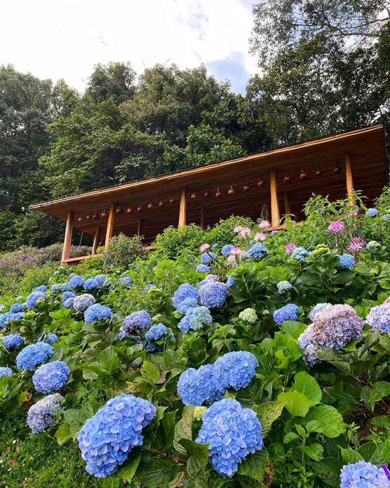 치앙마이 몬쨈 & 엘리핀팜 & 싸이프레스레인 & 도이수텝 야경 하루에 모두 만나는 투어