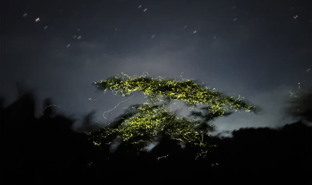 [렛츠고보홀] 보홀 반딧불 투어 (ICM몰 2시간 자유시간 포함)