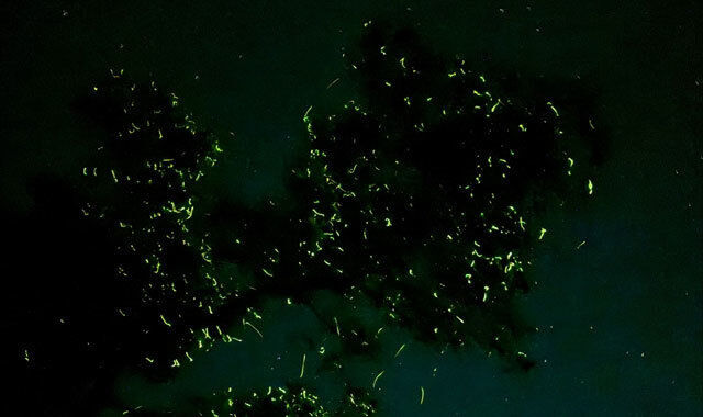 [렛츠고보홀] 보홀 반딧불 투어 (ICM몰 2시간 자유시간 포함)