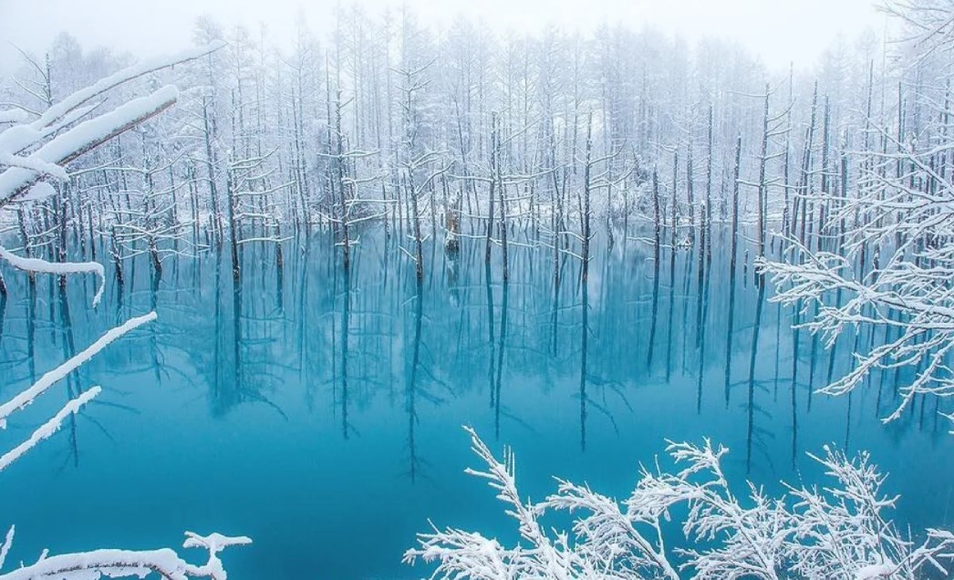 [독점할인] 홋카이도 아사히야마 동물원 & 닝구르 테라스 투어 (WAUG Exclusive)