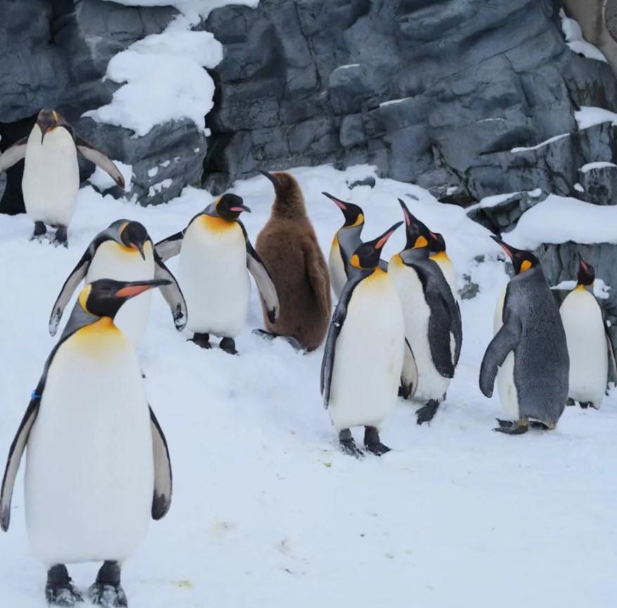 [독점할인] 홋카이도 아사히야마 동물원 & 사계채의 언덕 투어 (WAUG Exclusive)