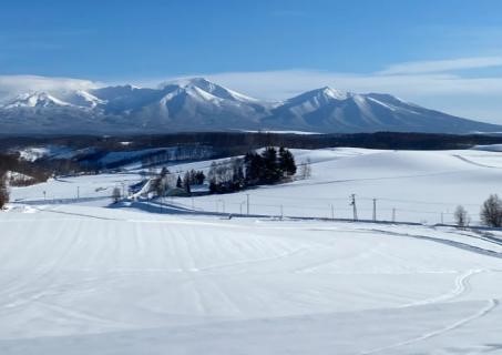 [독점할인] 홋카이도 아사히야마 동물원 & 사계채의 언덕 투어 (WAUG Exclusive)