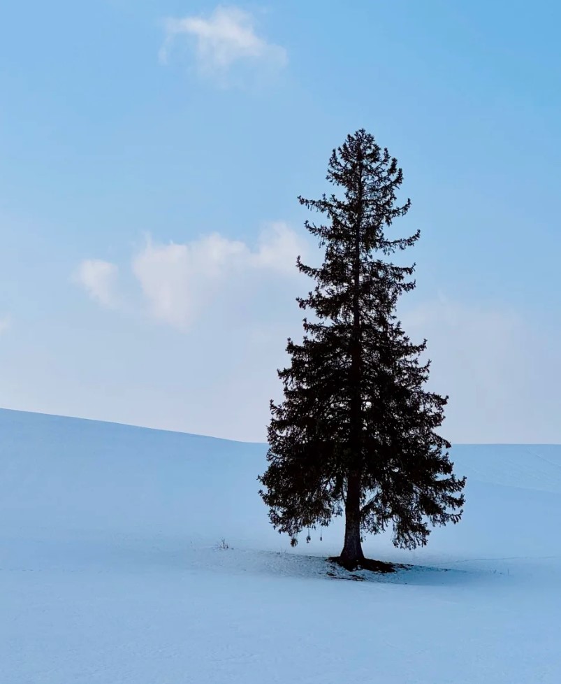 [독점할인] 홋카이도 아사히야마 동물원 & 사계채의 언덕 투어 (WAUG Exclusive)