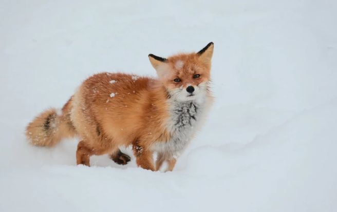 Exclusive Discount: Hokkaido Asahiyama Zoo & Shikisai no Oka Tour