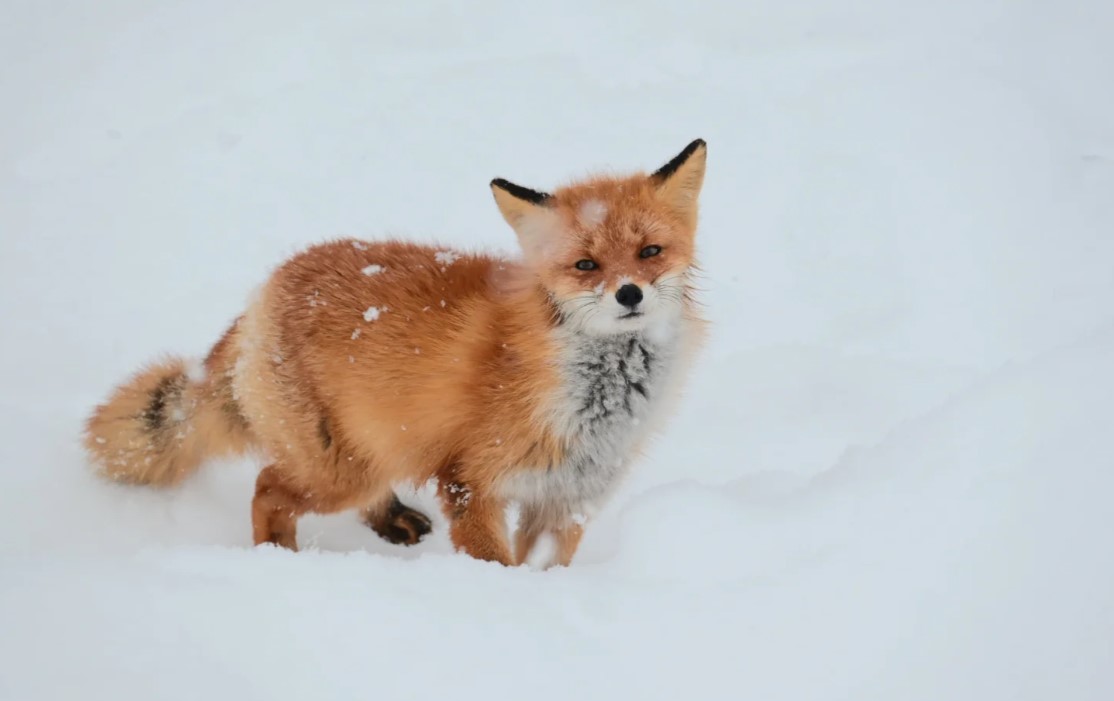 Exclusive Discount: Hokkaido Asahiyama Zoo & Shikisai no Oka Tour