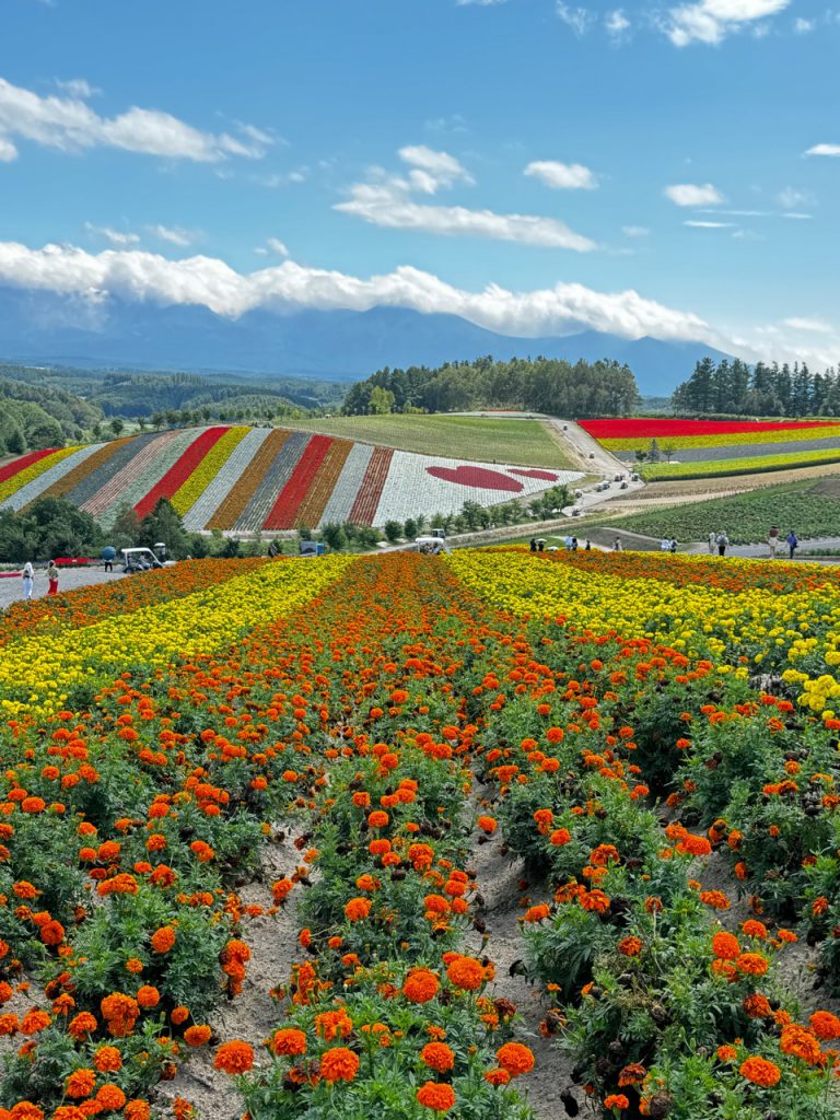 [엔데이트립] 삿포로 비에이 후라노 버스투어 (1인부터 출발 확정)