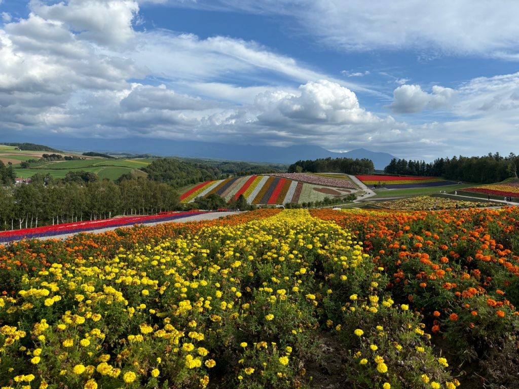[엔데이트립] 삿포로 비에이 후라노 버스투어 (1인부터 출발 확정)