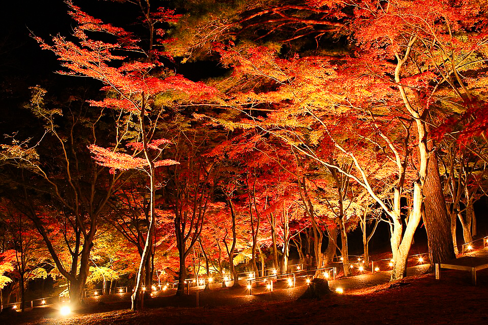 도쿄 출발: 후지산 절경과 유서 깊은 마을 슈젠지 온천 마을 산책 투어