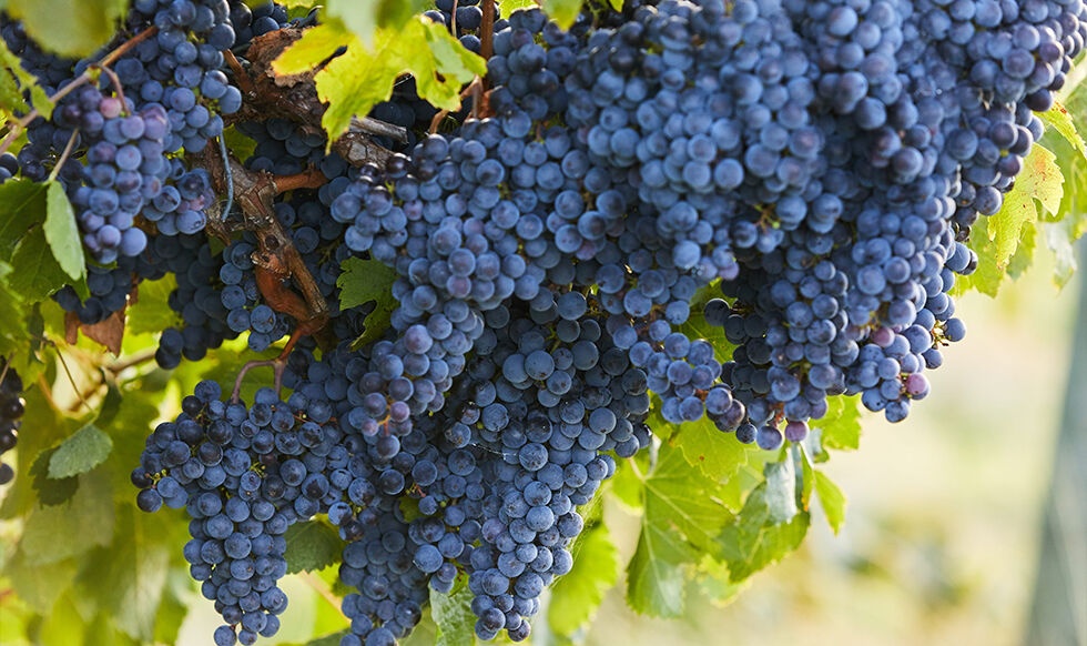 [조이투어] 멜버른 야라밸리 프리미엄 와이너리 투어