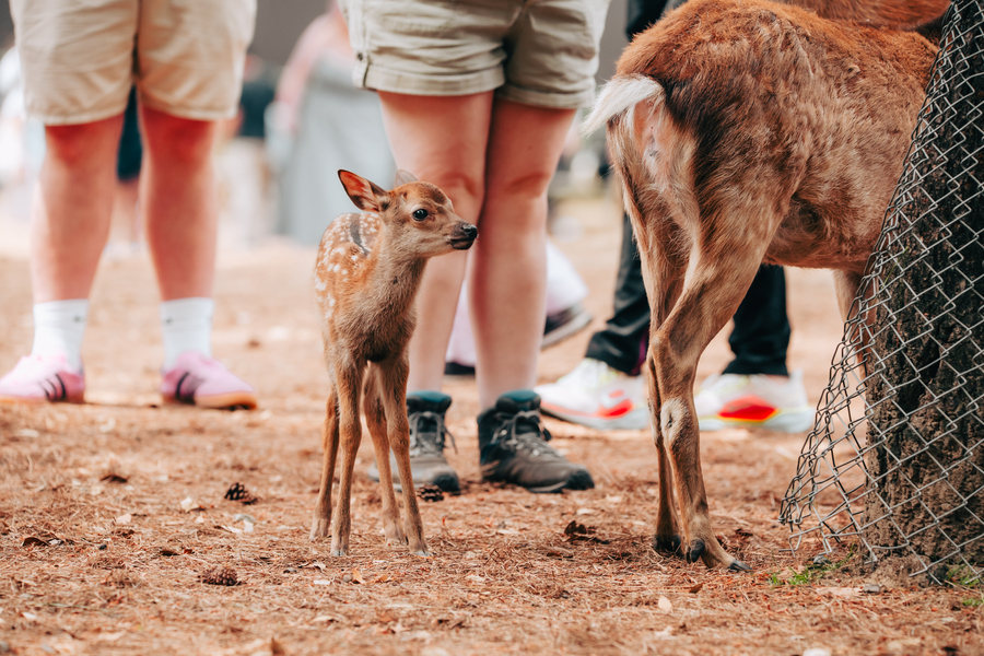 [와쿠와쿠] 오사카 3호선 나라 사슴공원, 동대사, 아라시야마, 청수사 투어