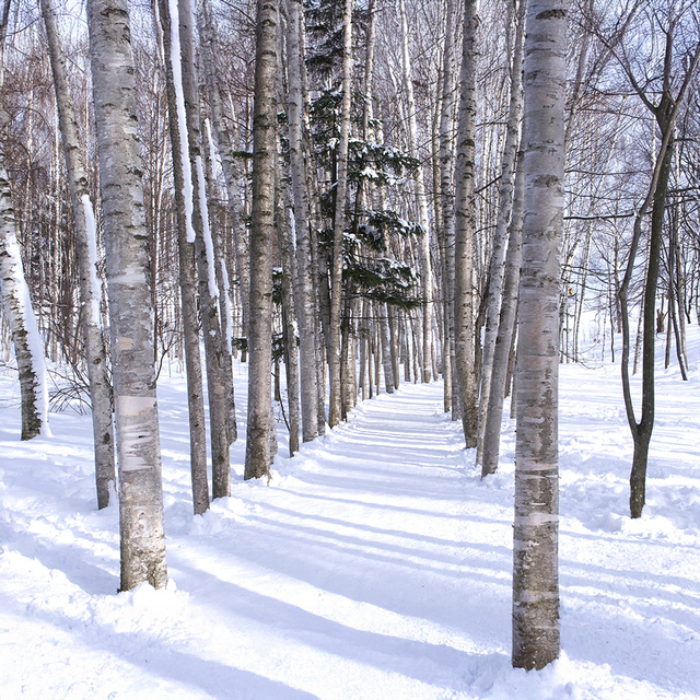 [ITRIP]札幌発・美瑛＆富良野日帰りツアー（パッチワークロード、美瑛駅、青の湖、白ひげの滝, 拓真館, クリスマスツリー)）