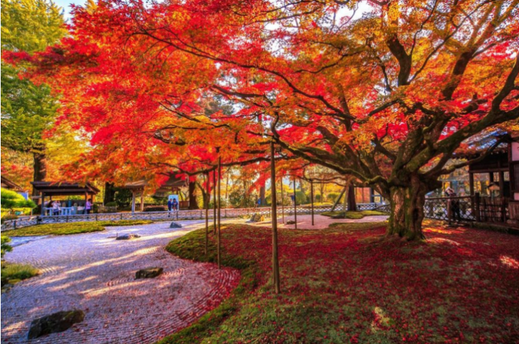 후쿠오카 출발 FunTour 큐슈 관광 버스 라이잔 센뉴지·야나가와·다자이후·카마도 신사 1일 투어 (야나가와 유람선 선택 가능)