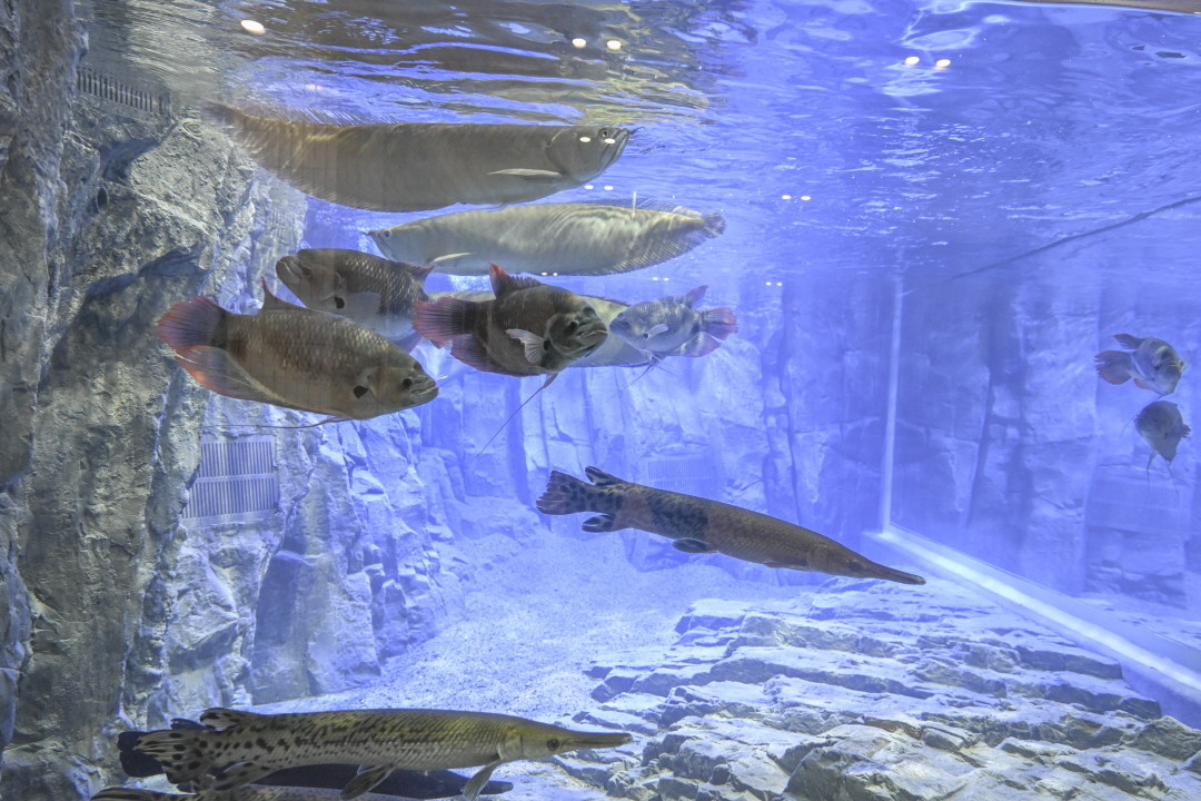 서울 가산 아쿠아밸리 입장권