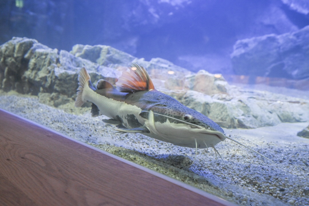 서울 가산 아쿠아밸리 입장권