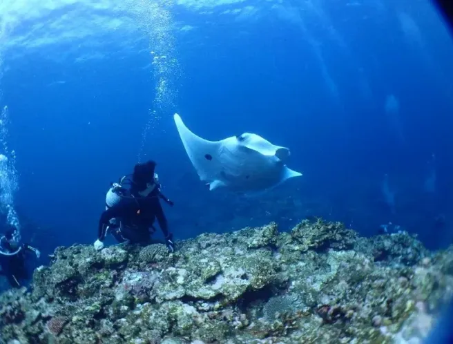Ishigaki Manta Ray Diving Experience Tour