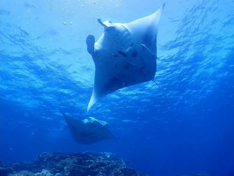 Ishigaki Diving — Half-Day Manta Ray Experience