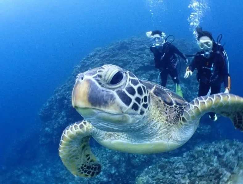 Ishigaki Diving — Half-Day Manta Ray Experience