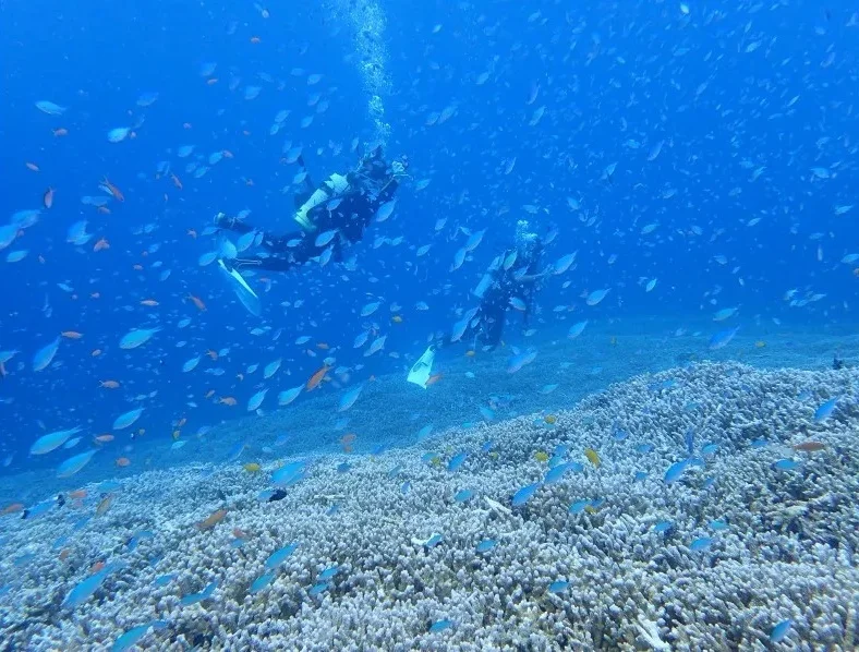 Ishigaki Diving — Half-Day Manta Ray Experience