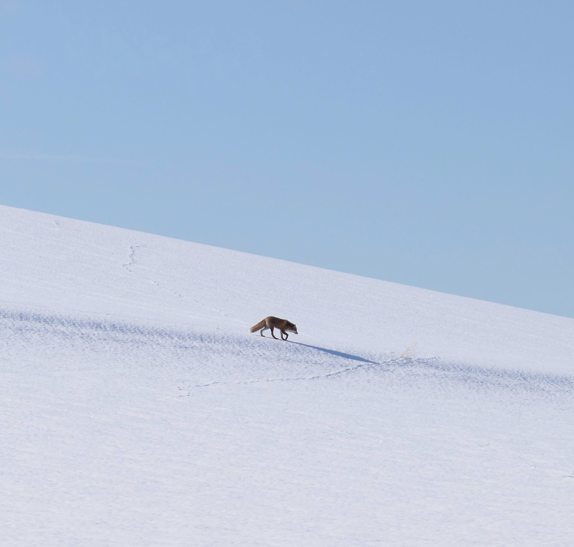 [여행한그릇] 삿포로 출발: 비에이 버스투어 그리고 라이카 무료 사진 촬영