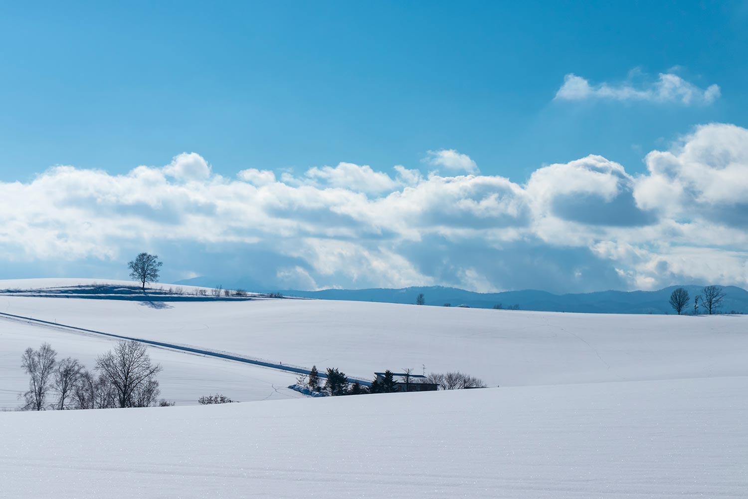 [여행한그릇] 삿포로 출발: 비에이 버스투어 그리고 라이카 무료 사진 촬영