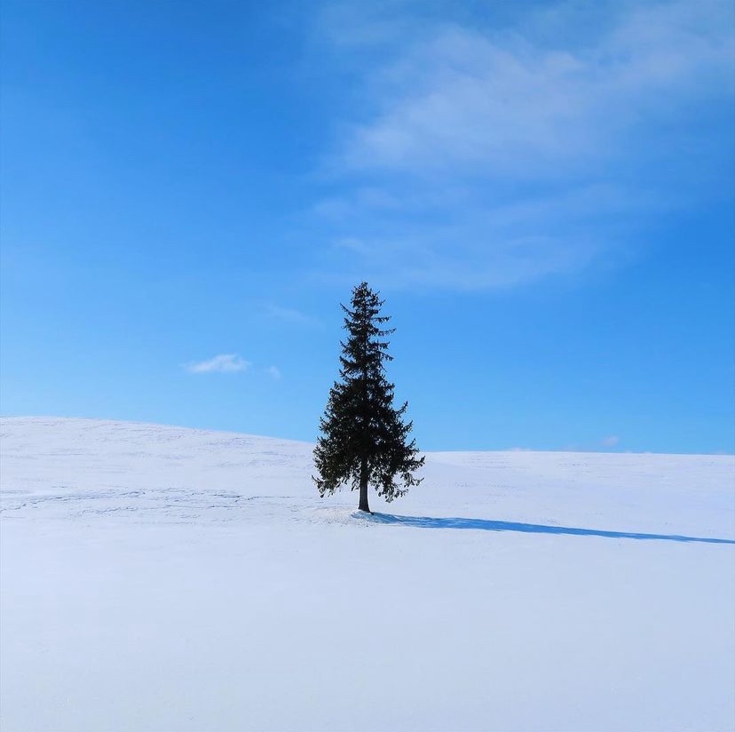 [라쿠투어] [준페이식사] 북해도 삿포로 비에이 후라노 버스투어 (매일 출발)