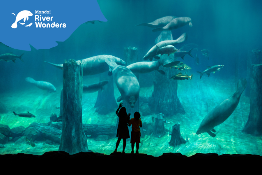 River Wonders Ticket & Amazon River Quest Boat Ride