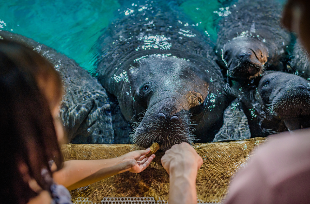 싱가포르 리버 원더스 입장권 + 아마존 리버 퀘스트