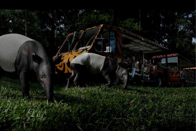 シンガポール ナイトサファリ 入場チケット & 無制限トラム - Mandai Wildlife Reserve