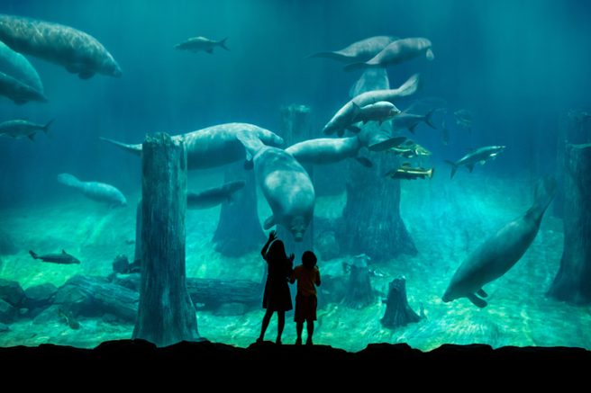 シンガポール・リバーワンダーズチケット