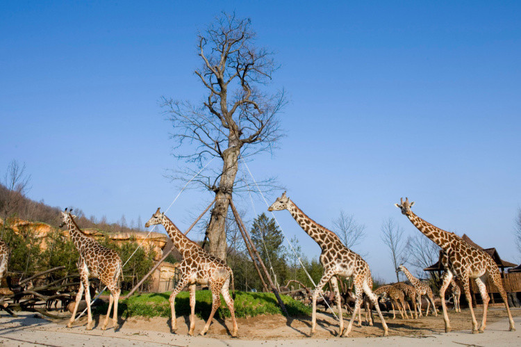 activity_detail_image