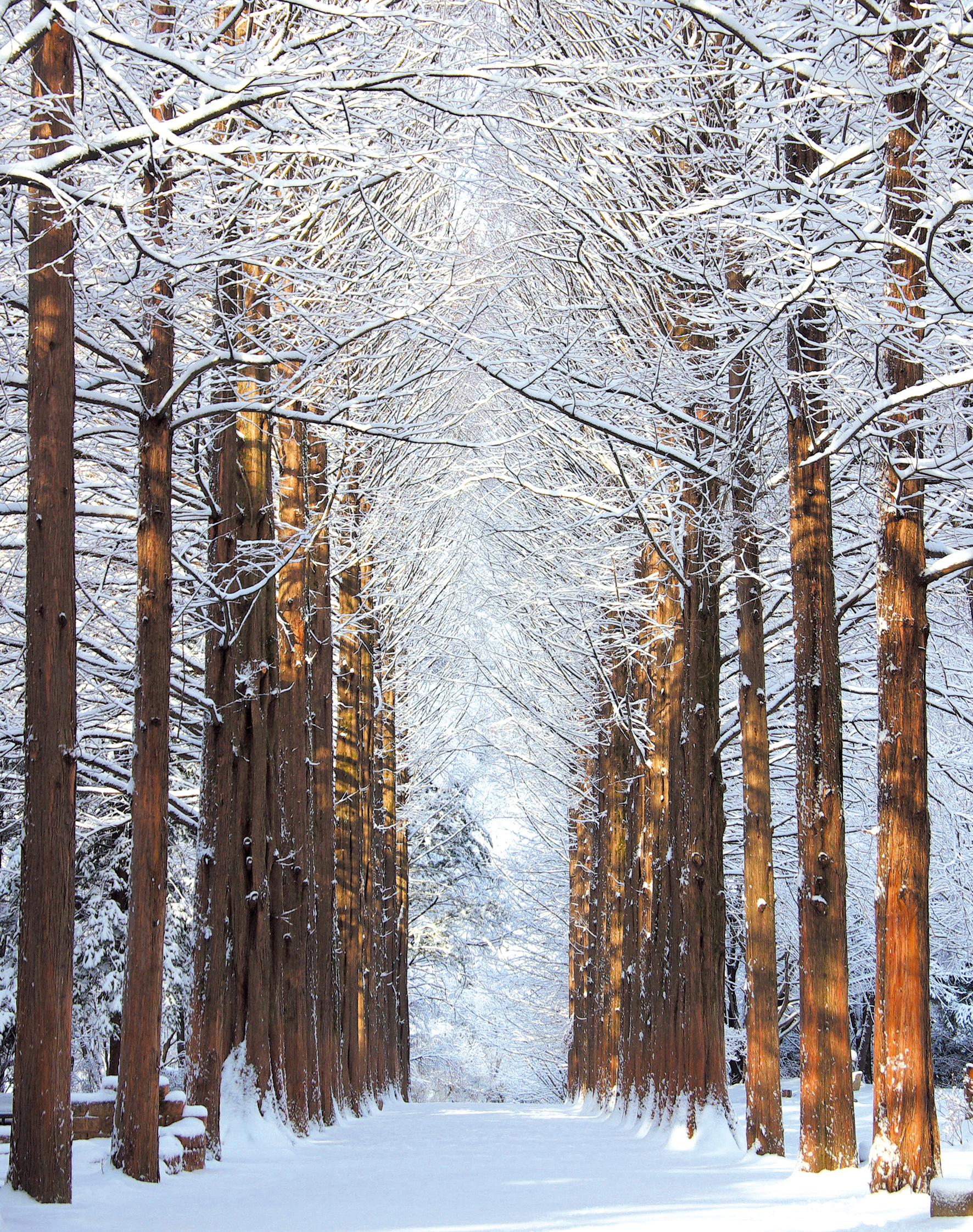 ソウル発・南怡島＆朝の静寂庭園 日帰りツアー