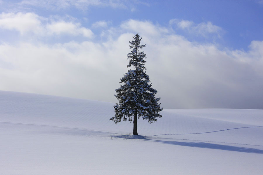 [흰그림자투어] 홋카이도 비에이 & 후라노 버스 투어 - 쥰페이 자동 예약