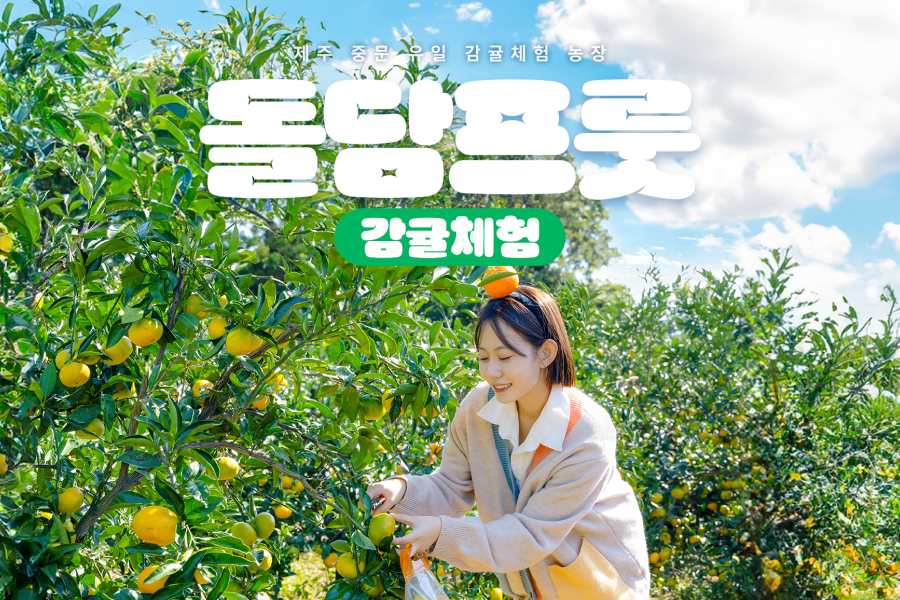제주 돌담프룻 감귤체험 이용권