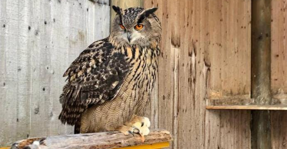 그린델발트 웨터호른 오후 스노슈 설원 트레킹 투어