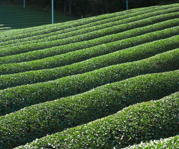 activity_detail_image