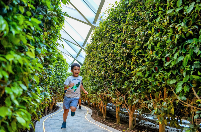 싱가포르 창이공항 폭포 쥬얼 입장권 (헤지 메이즈, 미러 메이즈, 바운싱 네트)