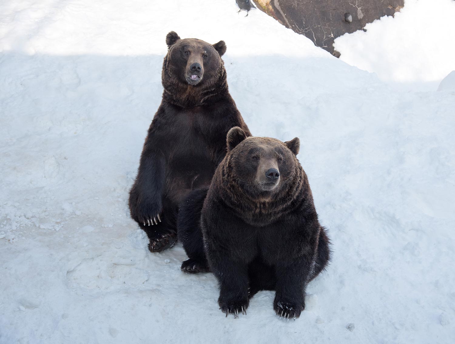 [여행한그릇] 삿포로 노보리베츠 쇼와 신산, 도야, 니세코 버스 투어