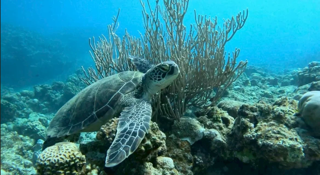 Phantom Island & Snorkeling with Sea Turtles from Okinawa's Ishigaki Island