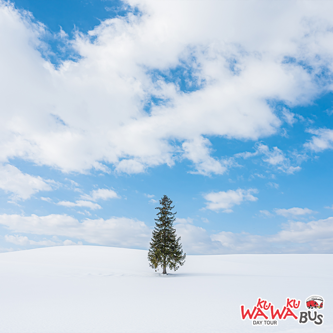 [와쿠와쿠프리미엄] 북해도 비에이 후라노 일일 버스투어 홋카이도 1호선 (29인승 VIP 리무진버스)