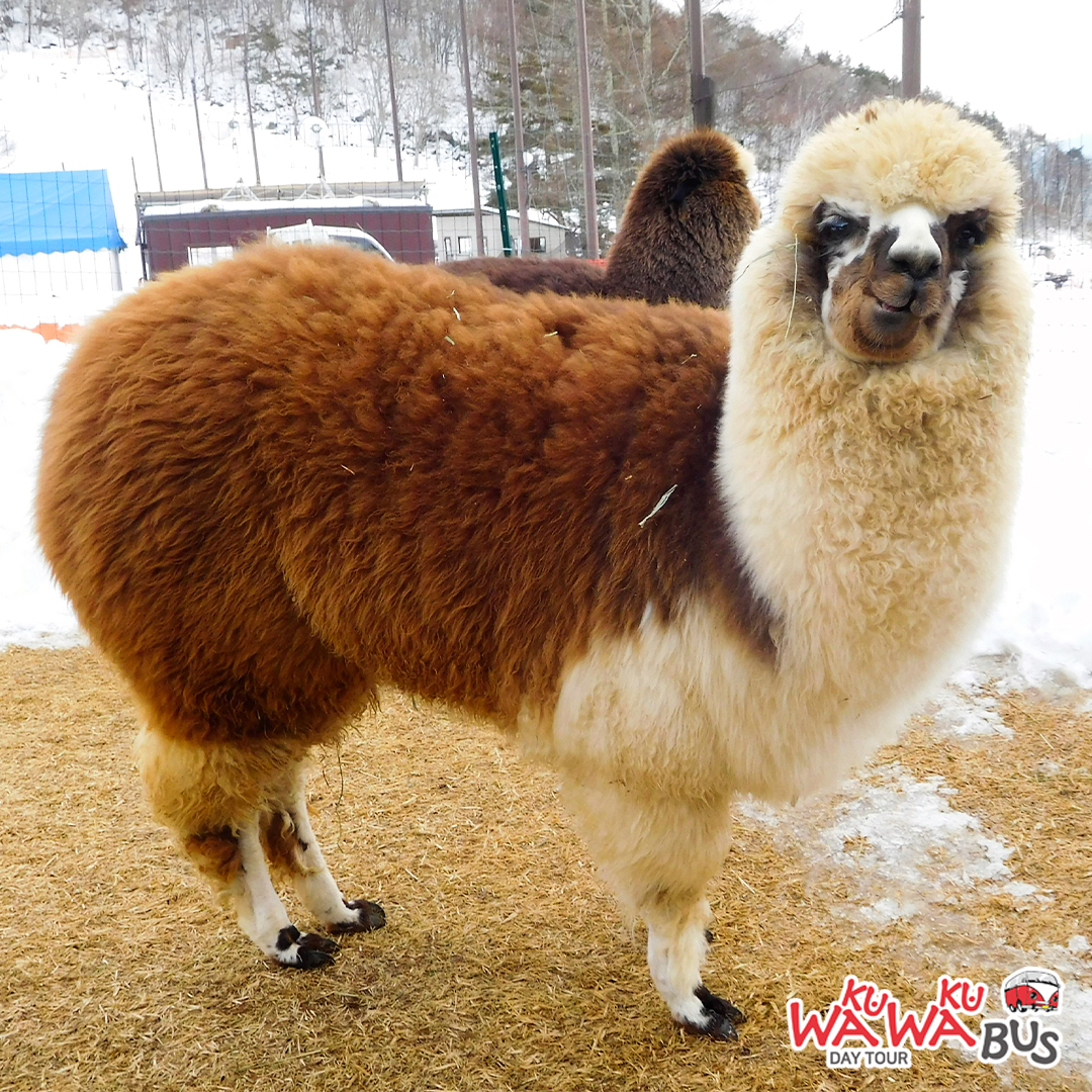 activity_detail_image