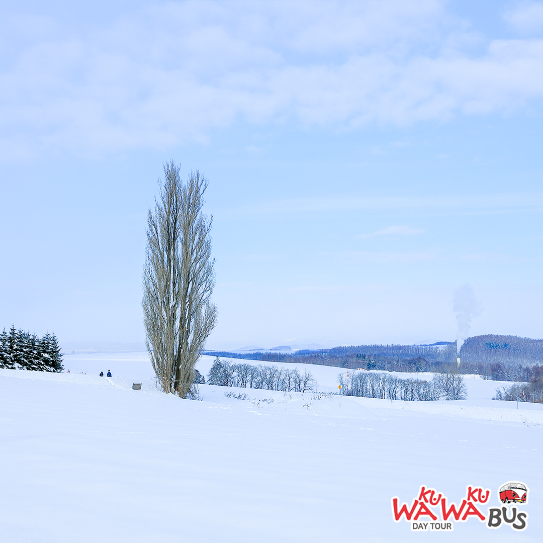 [와쿠와쿠스탠다드] 북해도 비에이 후라노 일일 버스투어 홋카이도 1호선 (49인승 대형버스)