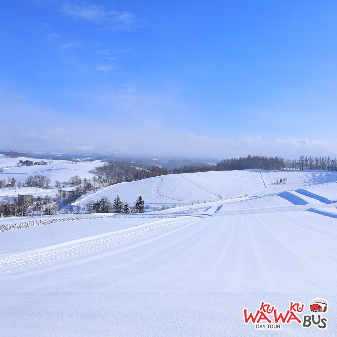 [와쿠와쿠스탠다드] 북해도 비에이 후라노 일일 버스투어 홋카이도 1호선 (49인승 대형버스)