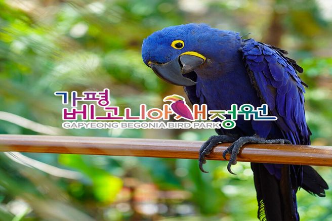 경기 가평 베고니아새정원 입장권