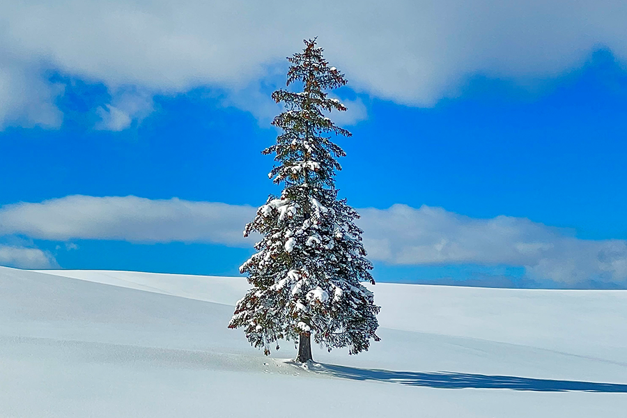 [흰그림자투어] [1박2일] 홋카이도 비에이 & 후라노, 비에이 & 오타루 투어 (코스 선택)