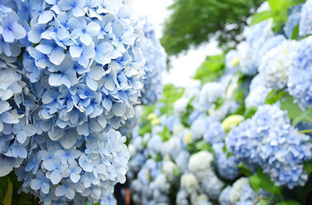 activity_detail_image