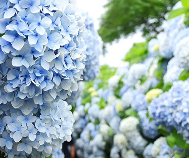 activity_detail_image