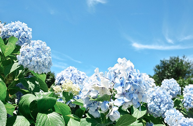 activity_detail_image