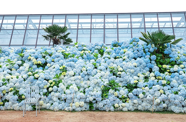 제주 카멜리아힐 입장권 + 3종 혜택