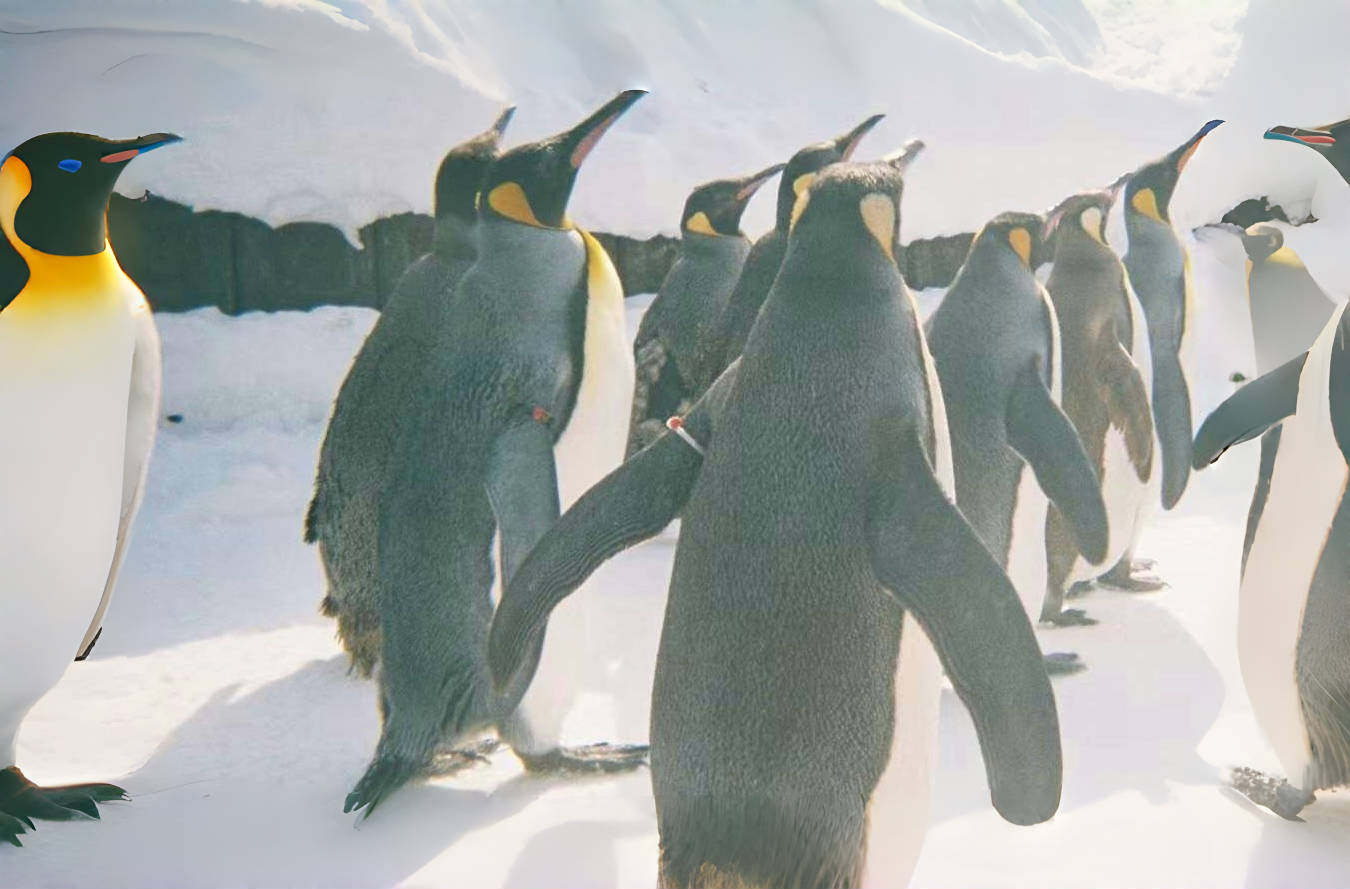 삿포로 출발: 아사히야마 동물원, 흰수염 폭포, 비에이 일일 투어